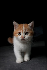 Fototapeta na wymiar Scottish fold cat sitting on sofa in the house. Orange Kitten on black background.