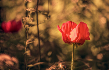 Red poppy flower in the field
