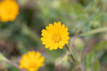 Close de flores amarelas