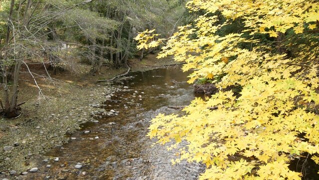 Big Sur River flowing, autumn fall forest, woodland or grove. Eco tourism trail , hiking or trekking in wood, California nature, USA. Rocky creek, pebble stones, stream water, yellow maple tree leaves