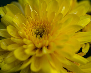 Close up detail of Yellow autumn chrysanthemum in the garden. Yellow natural floral background.