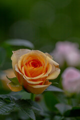 One single orange bud of lovely rose.  Close up detail of beautiful bloom rosa in the summer garden. 