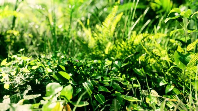 close up of tip of a green broadleaf carpet grass