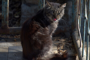 stray cats on the street of the city