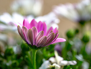 Isolated close-up flowering Osteospermum, purple African daisy natural floral background. Macro detail flower photo.