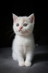 Scottish fold cat sitting on black background. White Kitten on sofa in house.