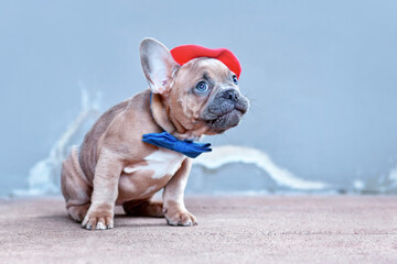 French Bulldog dog puppy wearing red beret hat and bow tie