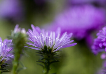 Close up detail of purple bloom chrysanthemum with water drops. 