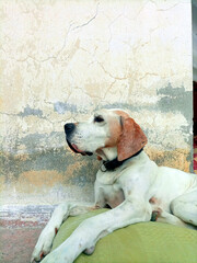 Streetdog lies on pillow infront of a wall