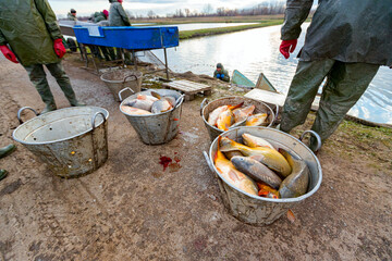 Commercial freshwater carp fish in a bucket prepare for sale