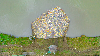 Above top view on harvesting carp fish from pond - Powered by Adobe