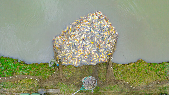 Above Top View On Harvesting Carp Fish From Pond