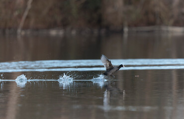 Common Coot Fulica atra running or swimming on a pond in France