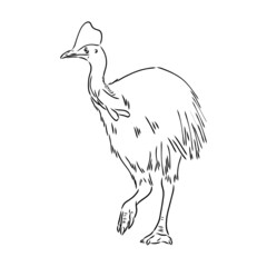 Hand drawn black and white Cassowary isolated on white background. Vector illustration in retro style.