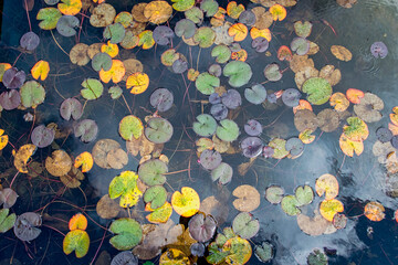 Bunte Seerosenblätter auf einem künstlich angelegten Teich
