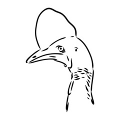 Hand drawn black and white Cassowary isolated on white background. Vector illustration in retro style.