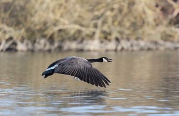 Canada goose taking off on a pond in France