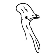 Hand drawn black and white Cassowary isolated on white background. Vector illustration in retro style.