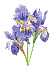 Watercolor hand painted iris plant flowers. Watercolor illustrations isolated on white background, aromatherapy, essential oils