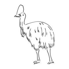Hand drawn black and white Cassowary isolated on white background. Vector illustration in retro style.