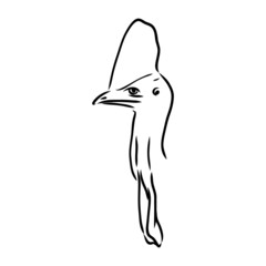 Hand drawn black and white Cassowary isolated on white background. Vector illustration in retro style.