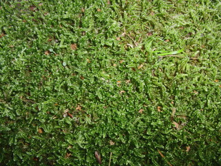 green grass background