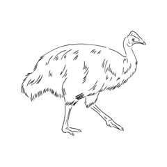 Hand drawn black and white Cassowary isolated on white background. Vector illustration in retro style.