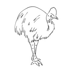 Hand drawn black and white Cassowary isolated on white background. Vector illustration in retro style.