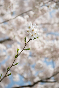 White cherry blossom braches on tree in spring