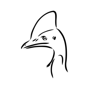 recommend clip art: Hand drawn black and white Cassowary isolated on white background. Vector illustration in retro style.