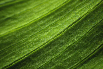 A close-up of a green leaf of a plant in macro photography showing the cells and structure of the green plant. Selective focus batanic background