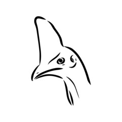 Hand drawn black and white Cassowary isolated on white background. Vector illustration in retro style.