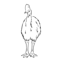 Hand drawn black and white Cassowary isolated on white background. Vector illustration in retro style.