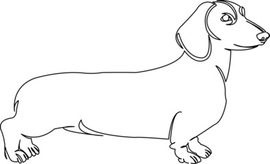 dachshund