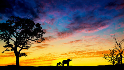 Desert landscape with a beautiful sunset and the silhouette of an elephant with a baby elephant in the distance. Desert at sunset. - 488570168