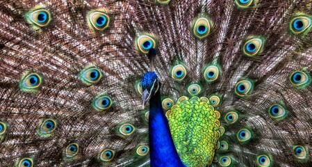 Obraz premium peacock feather closeup