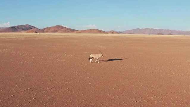 Aerial drone footage of a single oryx antilope walking in the desert in Namibia
