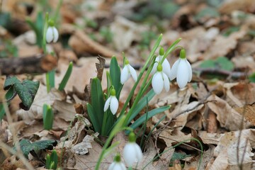 White Galanthus in the spring forest