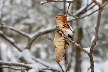 bird in the snow
