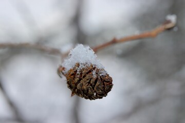 frost on a branch