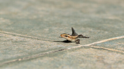 skink on the ground