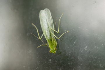 green praying mantis