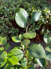 green leaves of Camellia ornamental plant 
