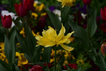 Tulips are beloved flowers 9