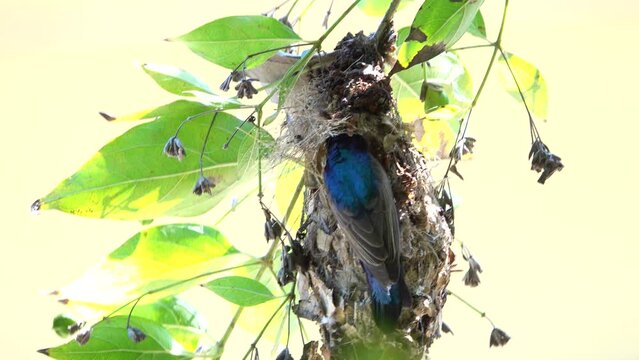 Purple sunbird nesting  specie Nectarinia asiatica family of Nectariniidae
