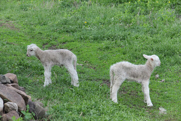 Fototapeta premium two lambs