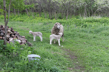 Fototapeta premium sheep on a meadow