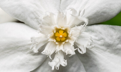 white flower