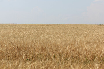 golden wheat field