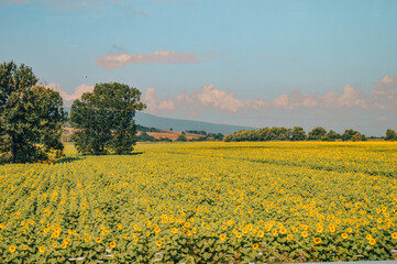 field of yellow flowers in Sofia Bulgaria